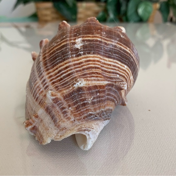 Striped Florida King Crown Conch Shell Melongena Corona Brown White Seashells 4" - Picture 10 of 12